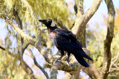 Corvus crassirostris