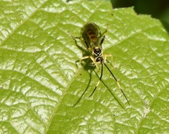Cratichneumon paratus