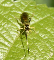 Cratichneumon paratus