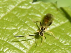 Cratichneumon paratus