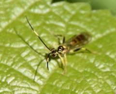 Cratichneumon paratus