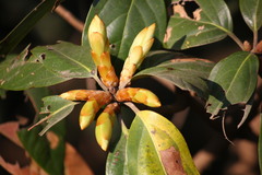 Actinodaphne hookeri