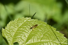 Cratichneumon paratus
