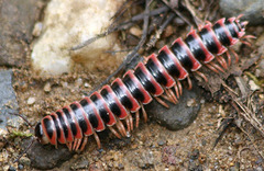 Apheloriini