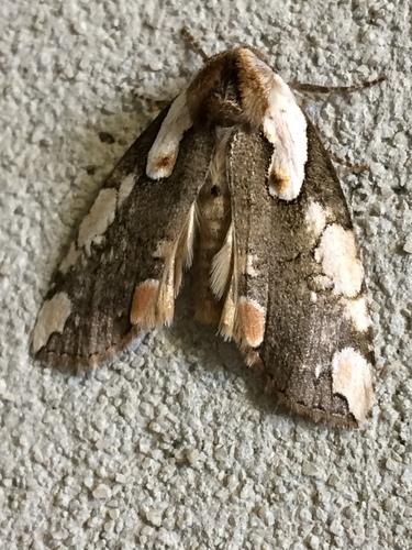 Dogwood Thyatirid Moth photo 5