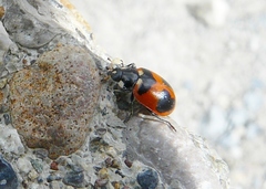 Hippodamia quinquesignata