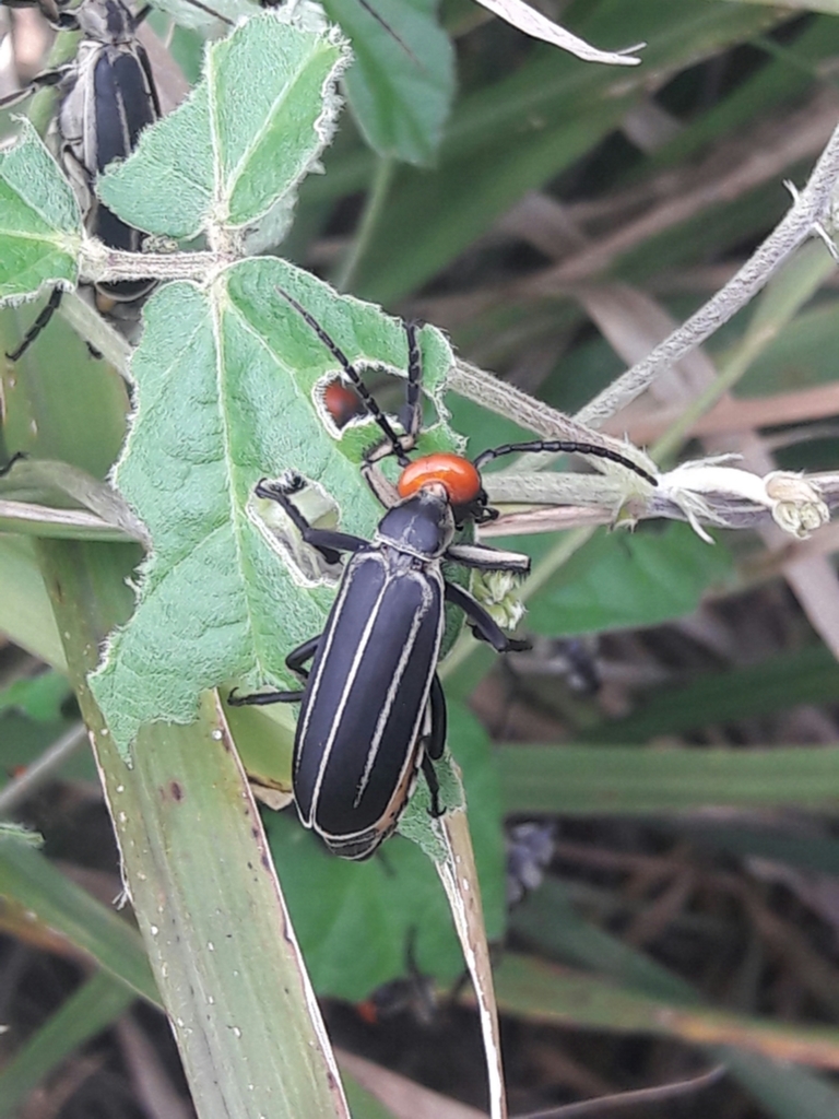 Epicauta waterhousei