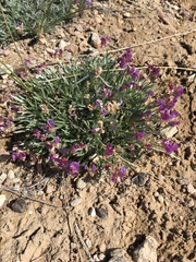 Astragalus spatulatus