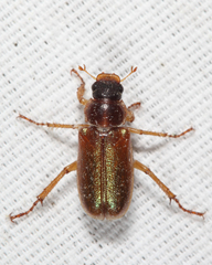 Dichelonyx linearis