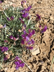 Astragalus spatulatus