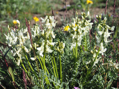 Astragalus reventiformis
