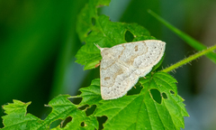 Chytolita morbidalis