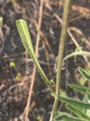 Crepis atribarba
