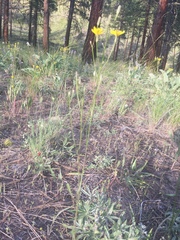 Crepis atribarba