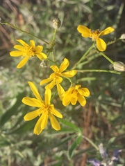 Crepis atribarba