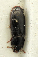Coleoptera