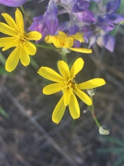 Crepis atribarba