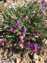 Astragalus spatulatus