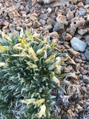 Astragalus simplicifolius