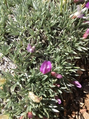 Astragalus simplicifolius