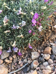 Astragalus simplicifolius
