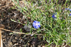 Evolvulus arizonicus