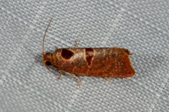 Glyphidoptera insignana