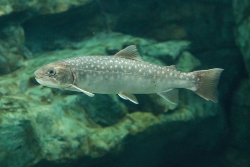Whitespotted Char