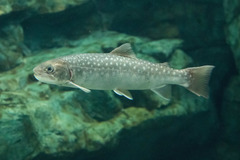 Whitespotted Char photo 2