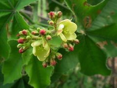 Jatropha mollissima