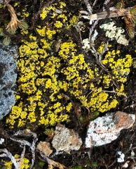 Arthrorhaphis citrinella