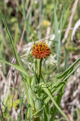 Tragopogon sibiricus