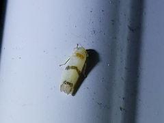 Empoa