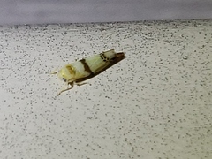 Empoa casta