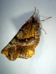 Selenia alciphearia