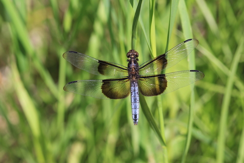 Widow Skimmer photographed in Nebraska
