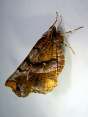 Selenia alciphearia