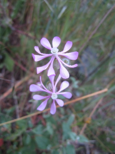 Mediterranean Catchfly