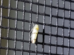 Empoa casta