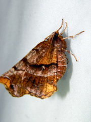 Selenia alciphearia