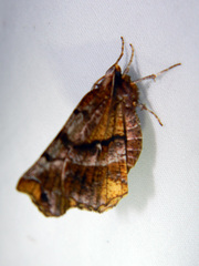 Selenia alciphearia