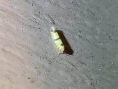 Empoa casta