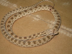 Diadem Snake photo 3