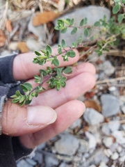 Poliomintha longiflora