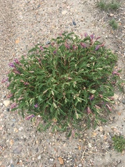 Astragalus bisulcatus