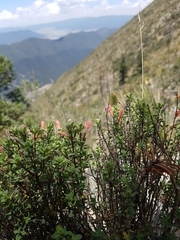 Poliomintha longiflora