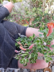 Poliomintha longiflora