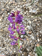 Astragalus bisulcatus