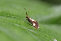 Epimartyria bimaculella