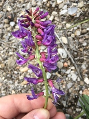 Astragalus bisulcatus